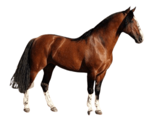 Anuncios de Caballos