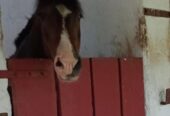Vendo Caballo Maestro, ubicado en Victoria, 16 años. Grande, atajador y apto para principiantes.