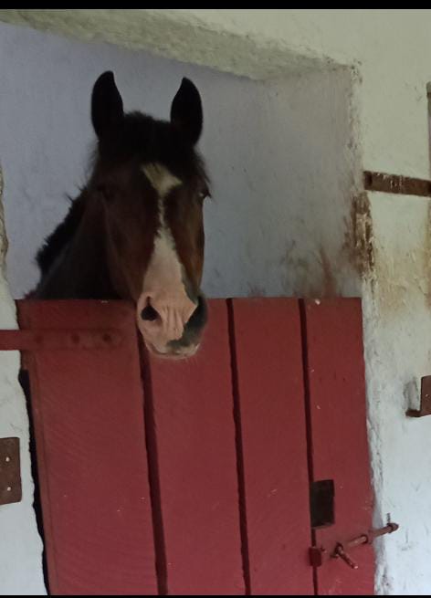 Vendo Caballo Maestro, ubicado en Victoria, 16 años. Grande, atajador y apto para principiantes.