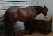 Vendo Caballo Maestro, ubicado en Victoria, 16 años. Grande, atajador y apto para principiantes.