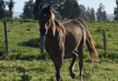 Se vende lindo caballo árabe El Perfecto
