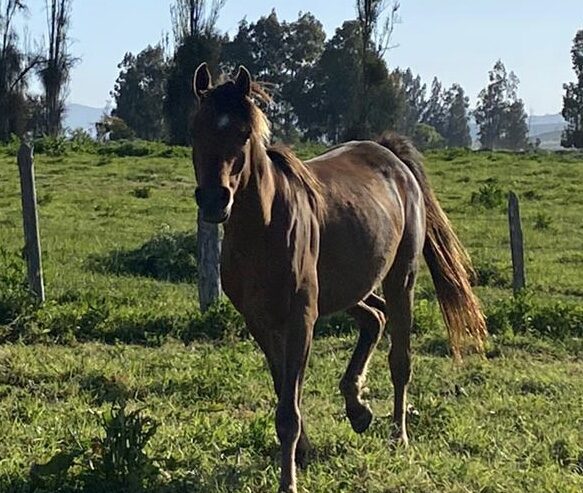 Se vende lindo caballo árabe El Perfecto