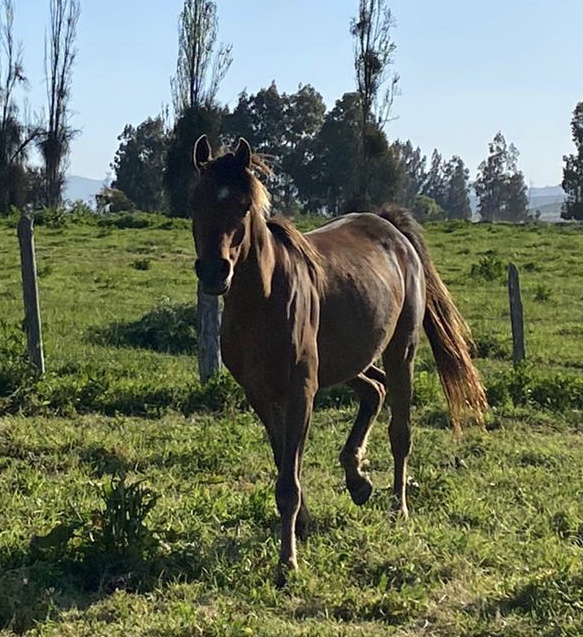 Se vende lindo caballo árabe El Perfecto