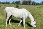 Vendo excelente caballo árabe