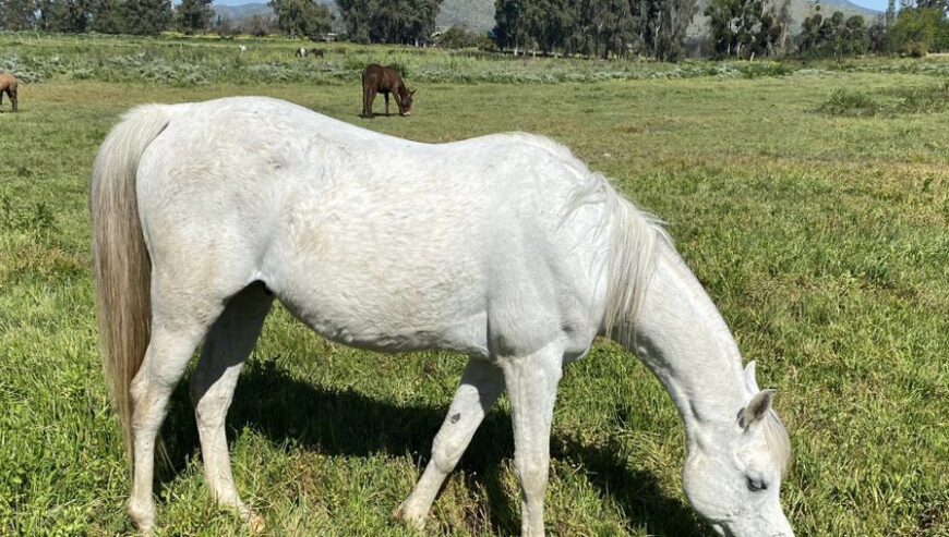 Vendo excelente caballo árabe