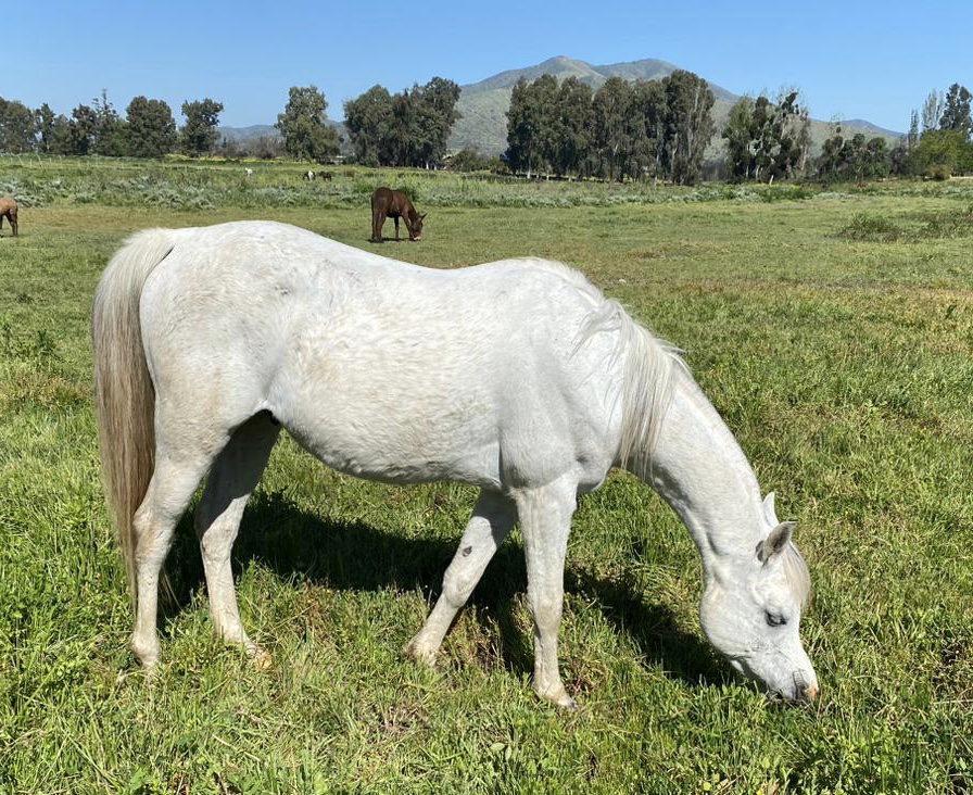 Vendo excelente caballo árabe