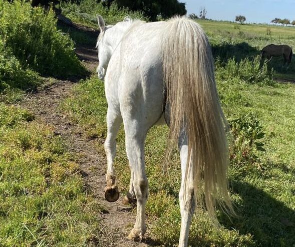 Vendo excelente caballo árabe