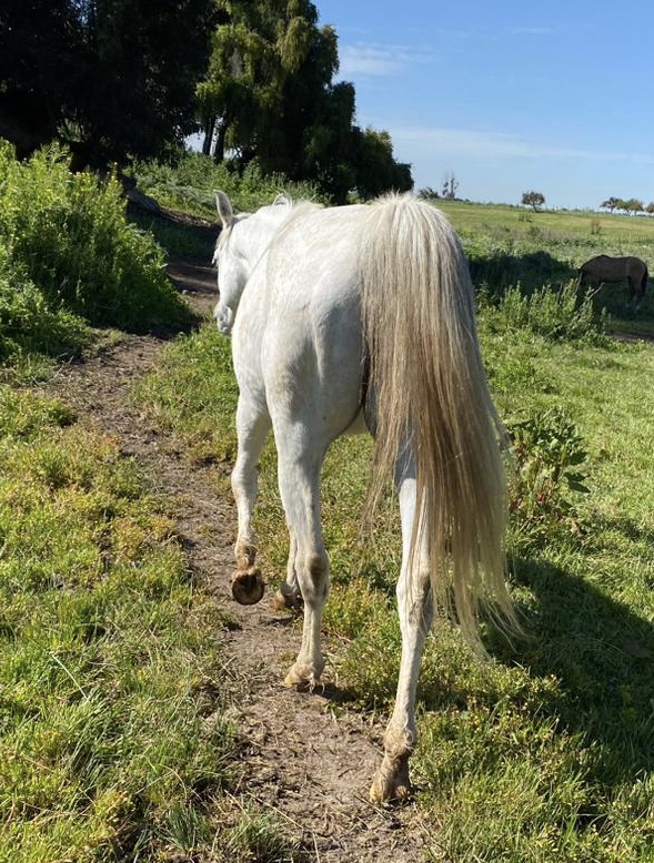 Vendo excelente caballo árabe