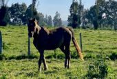 Se vende lindo caballo árabe El Perfecto