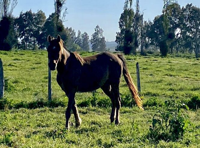 Se vende lindo caballo árabe El Perfecto