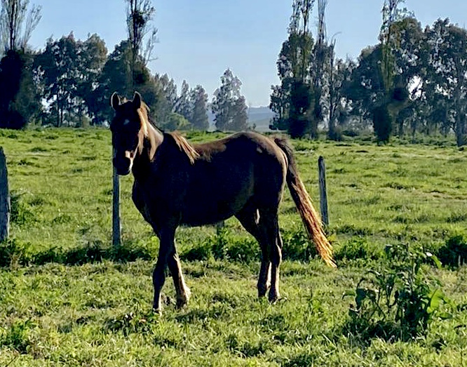 Se vende lindo caballo árabe El Perfecto