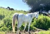 Vendo excelente caballo árabe