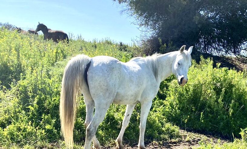 Vendo excelente caballo árabe