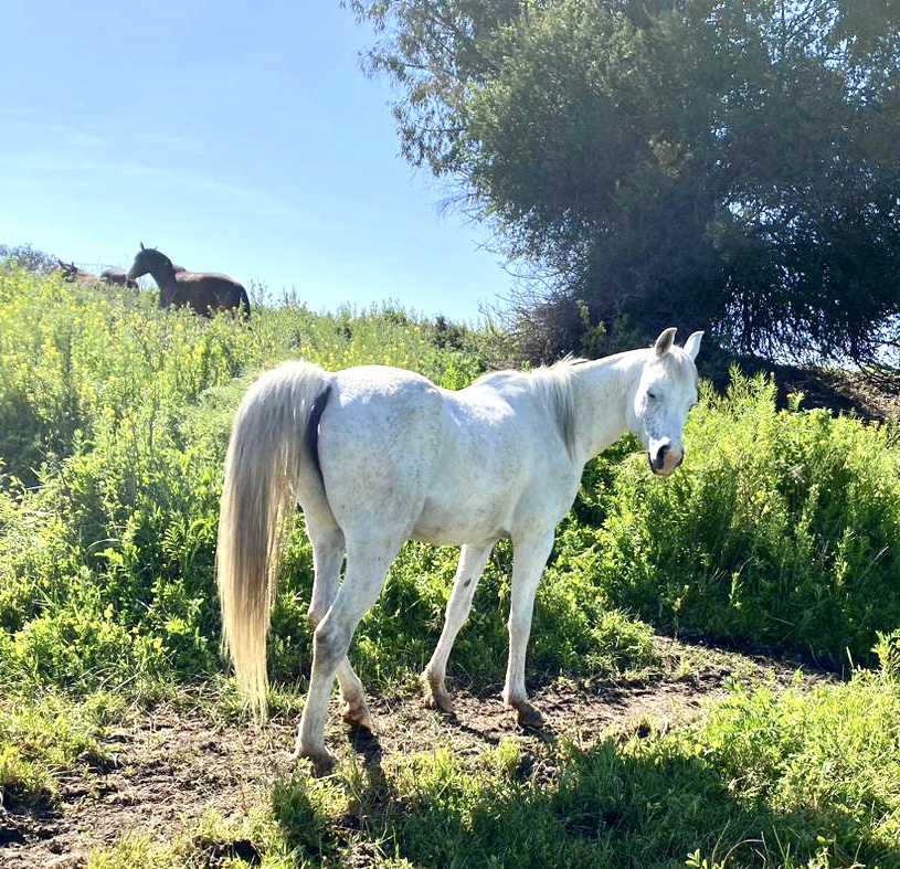 Vendo excelente caballo árabe