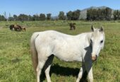 Vendo excelente caballo árabe