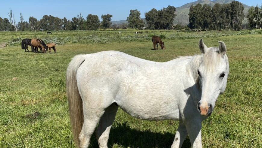 Vendo excelente caballo árabe