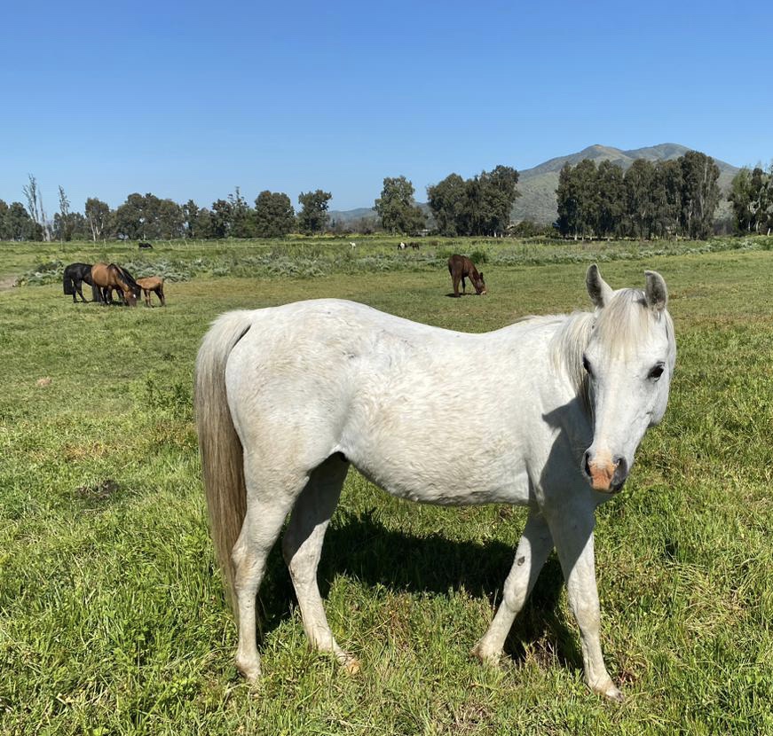 Vendo excelente caballo árabe