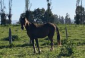 Se vende lindo caballo árabe El Perfecto