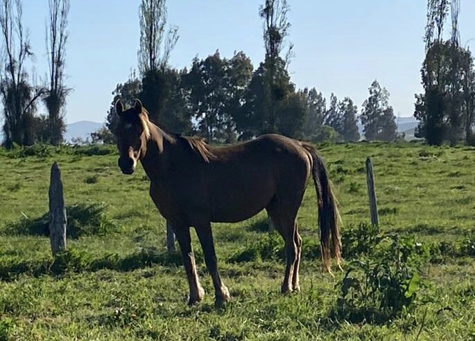 Se vende lindo caballo árabe El Perfecto