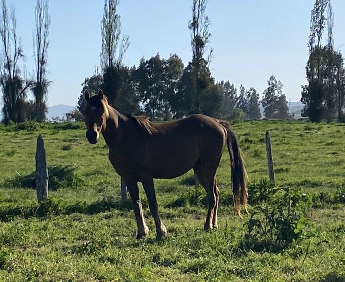 Se vende lindo caballo árabe El Perfecto