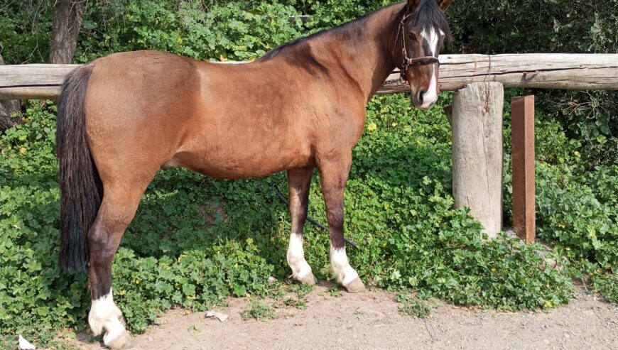 Vendo caballo Maestro. Excelente en el barrilete, buena rienda.