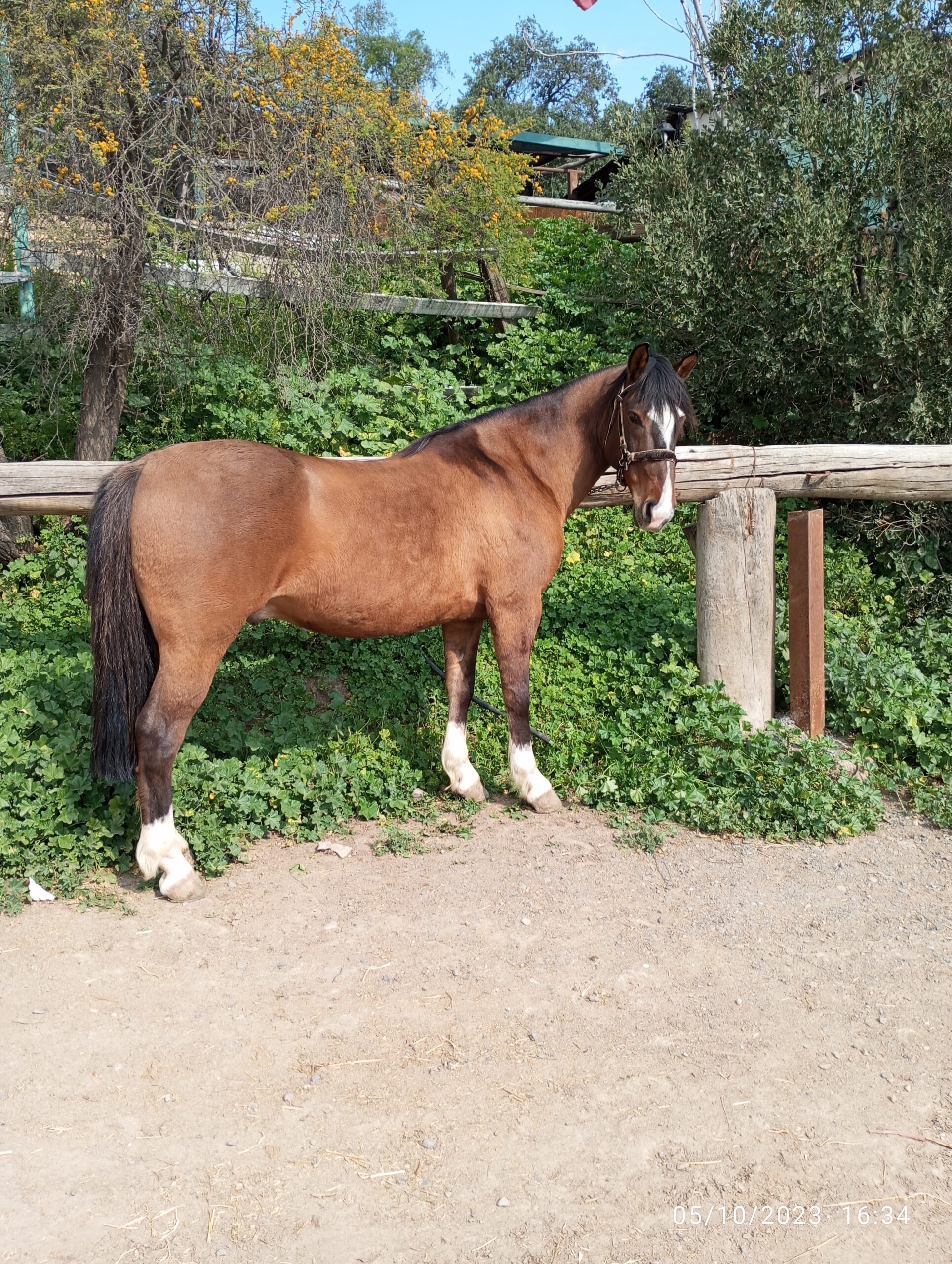 Vendo caballo Maestro. Excelente en el barrilete, buena rienda.