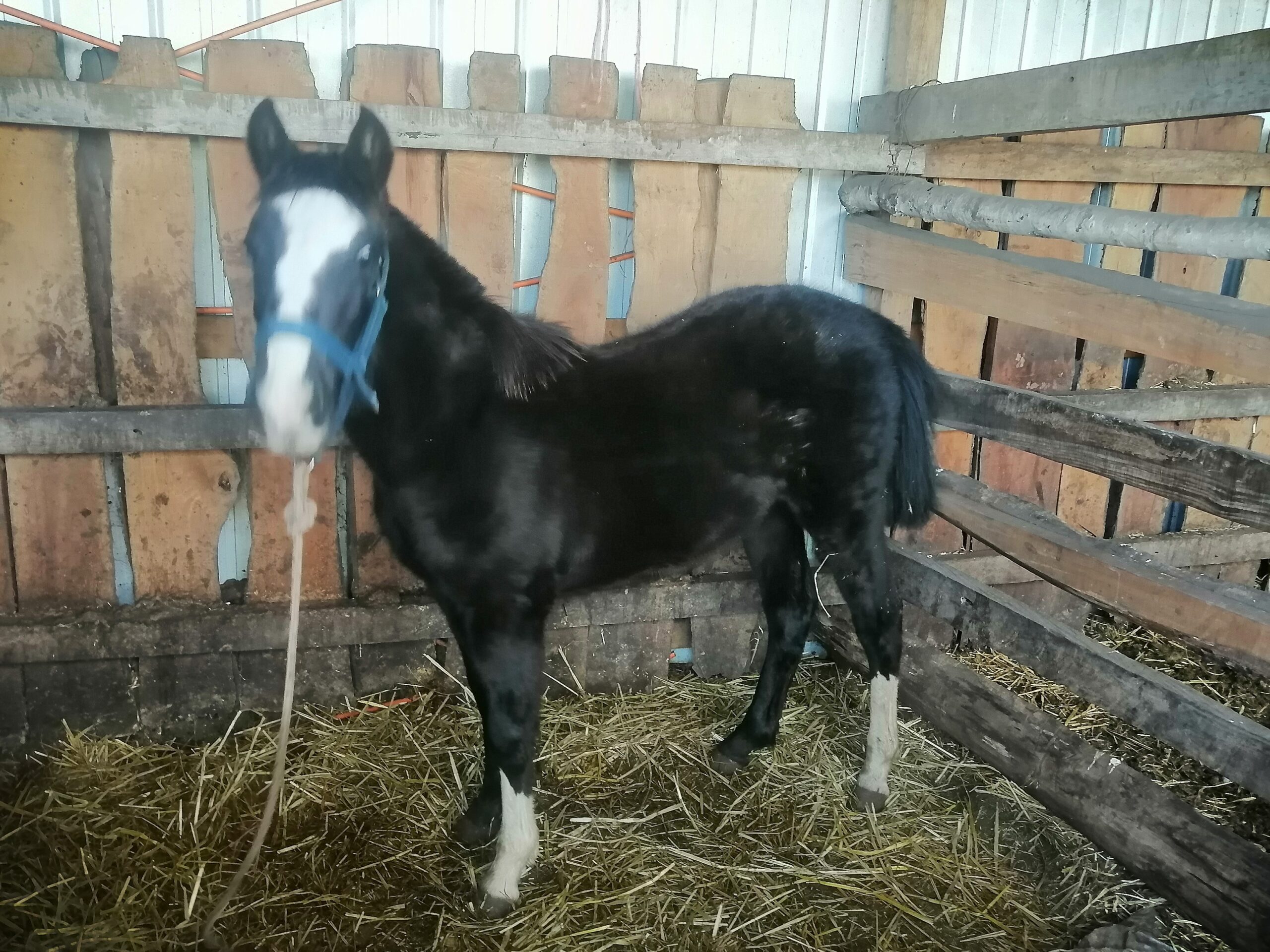 Se vende Potranca