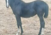 Se vende Potranca