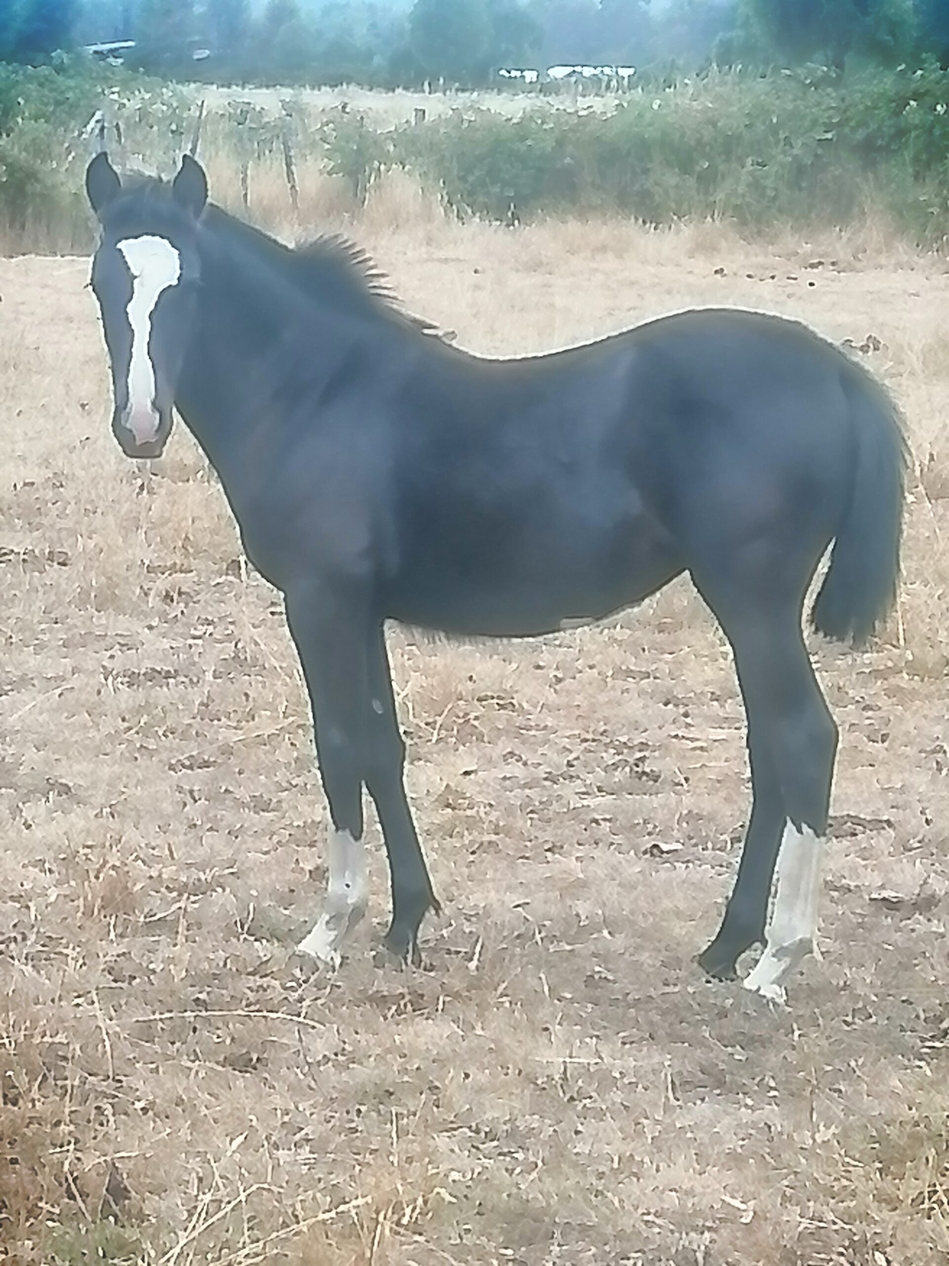 Se vende Potranca