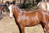 Se vende Potrillo