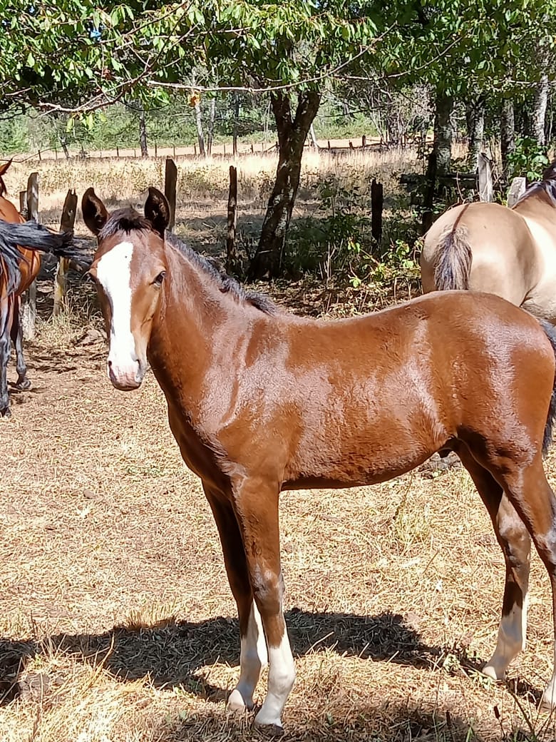 Se vende Potrillo