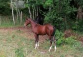 Se vende Potrillo
