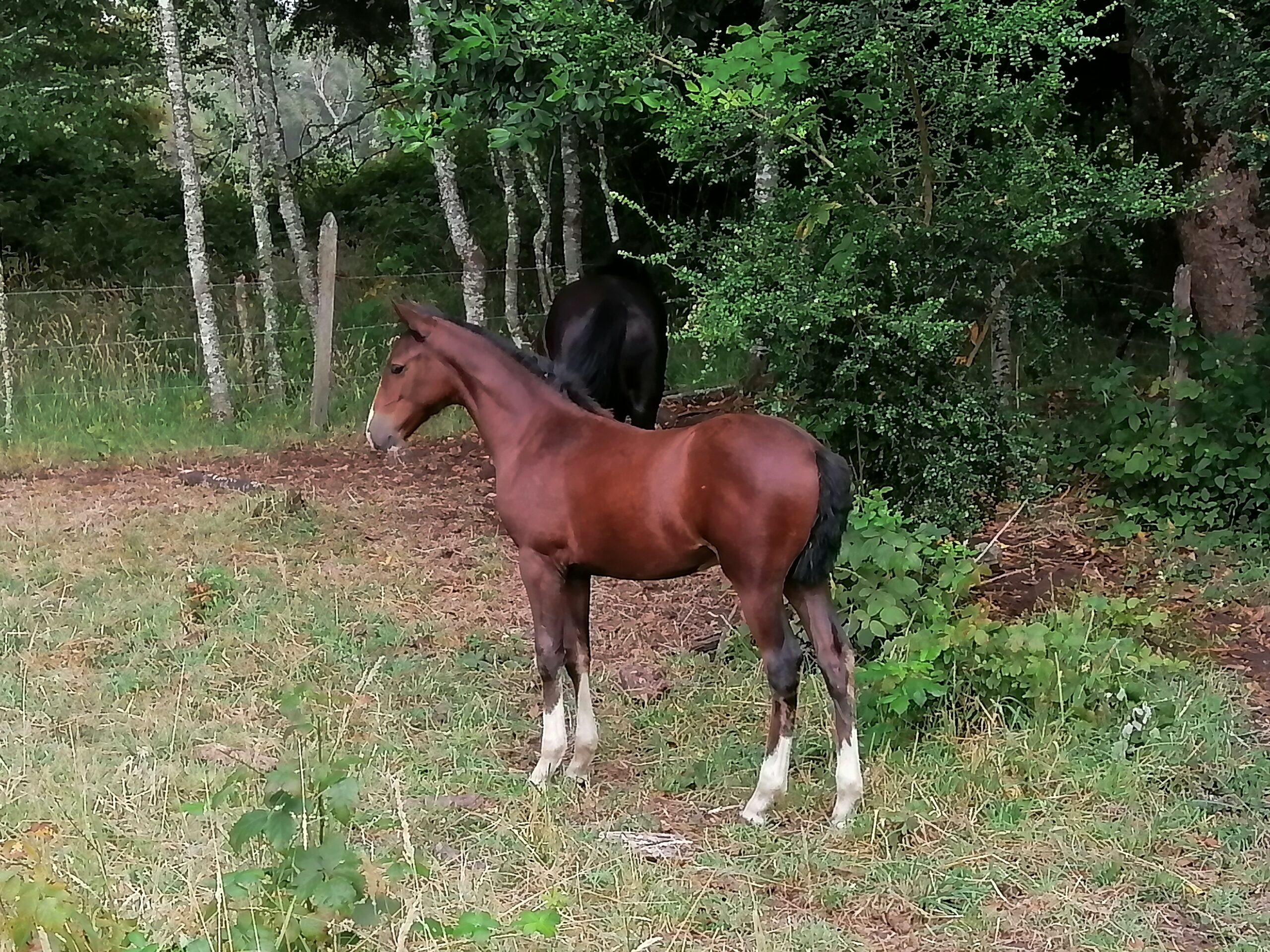 Se vende Potrillo