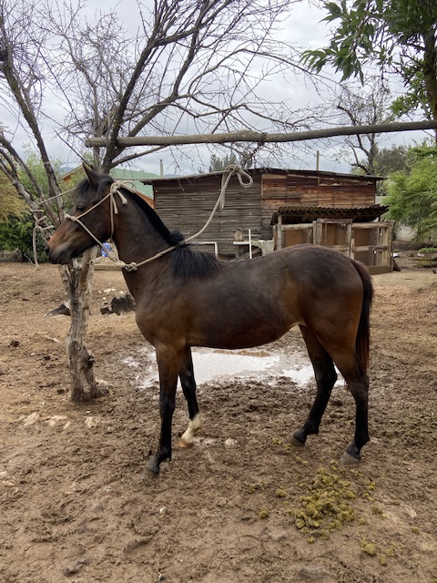 Vendo Potranca, buena genética