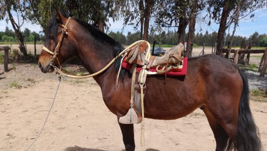 Hijo de Roto Choro en Domingo en madre Tintineo
