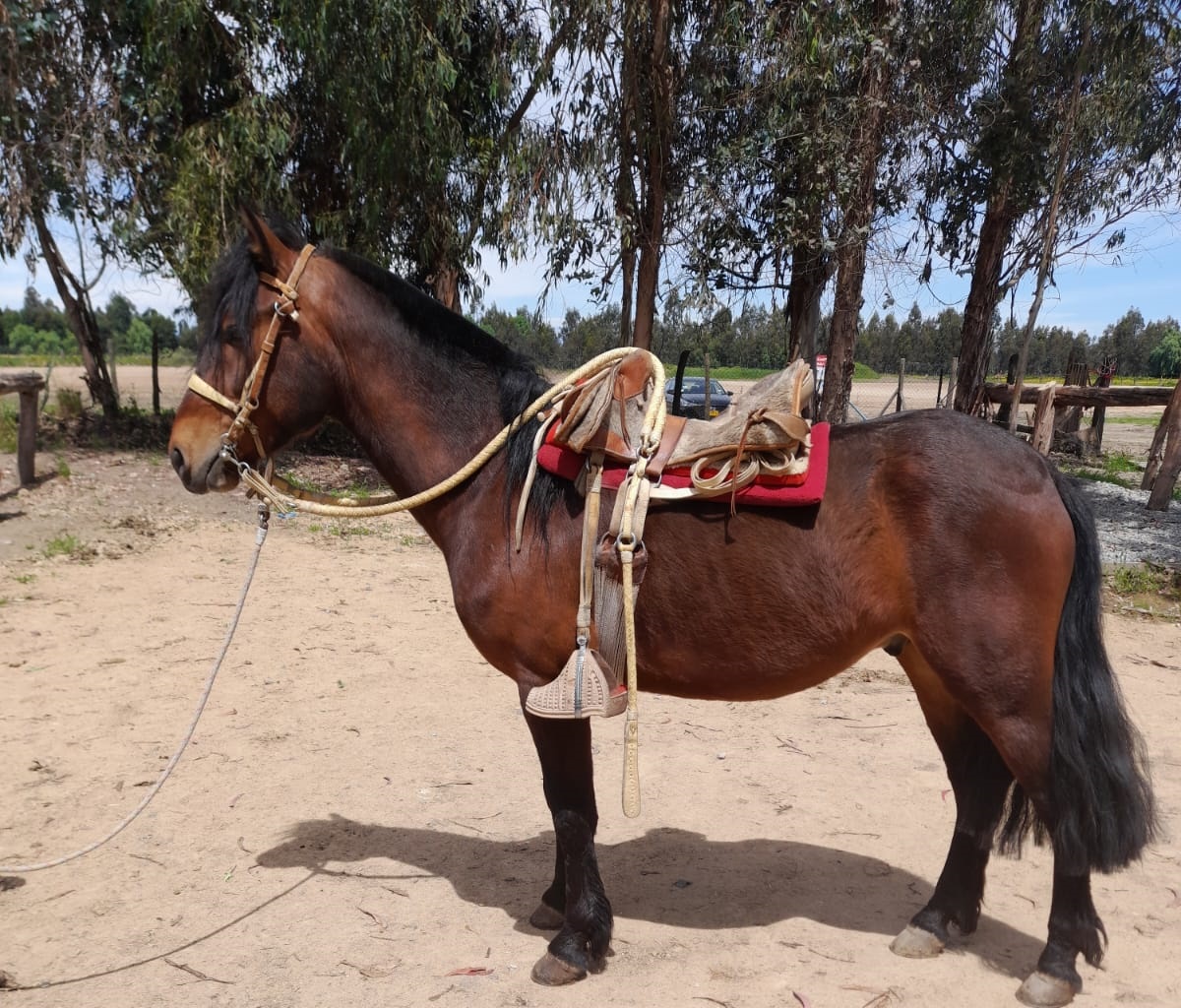 Hijo de Roto Choro en Domingo en madre Tintineo
