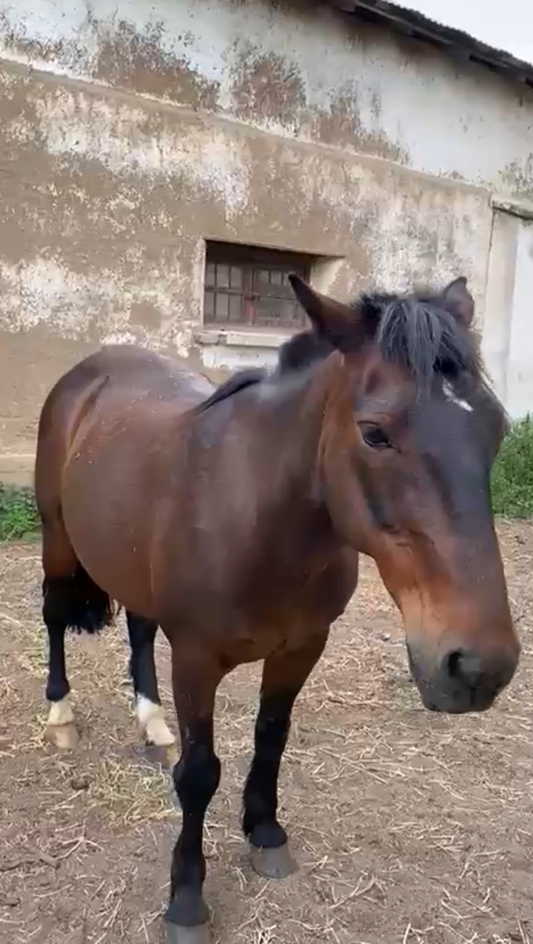 Excelente oferta caballo 8 años