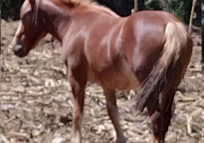 percheron