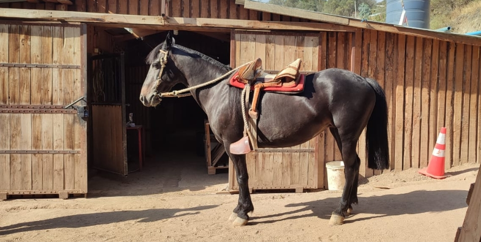 Se vende yegua de 13 años