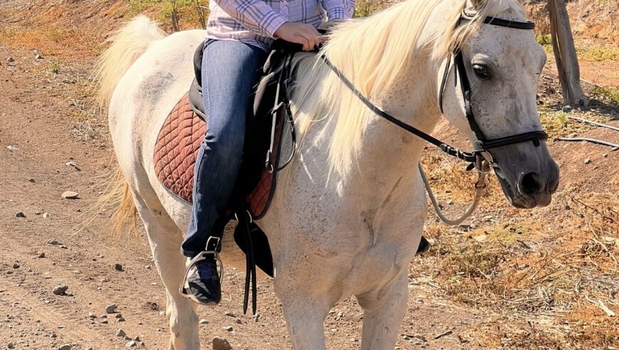 Caballo Arabe muy Manso