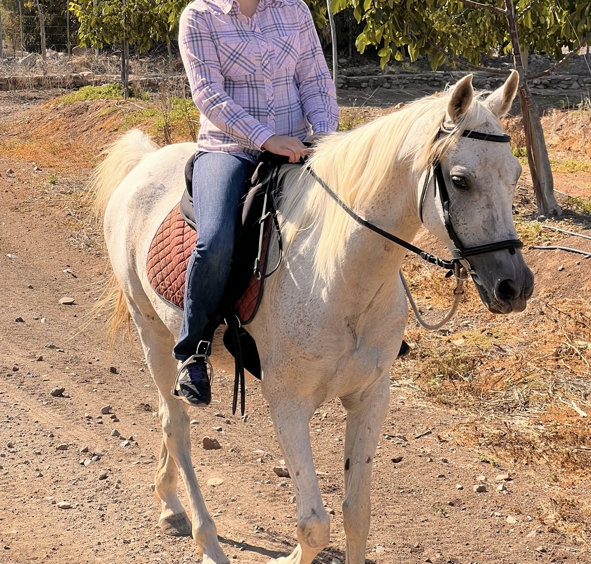 Caballo Arabe muy Manso