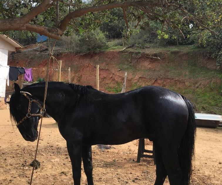 Vendo Caballo Maestro