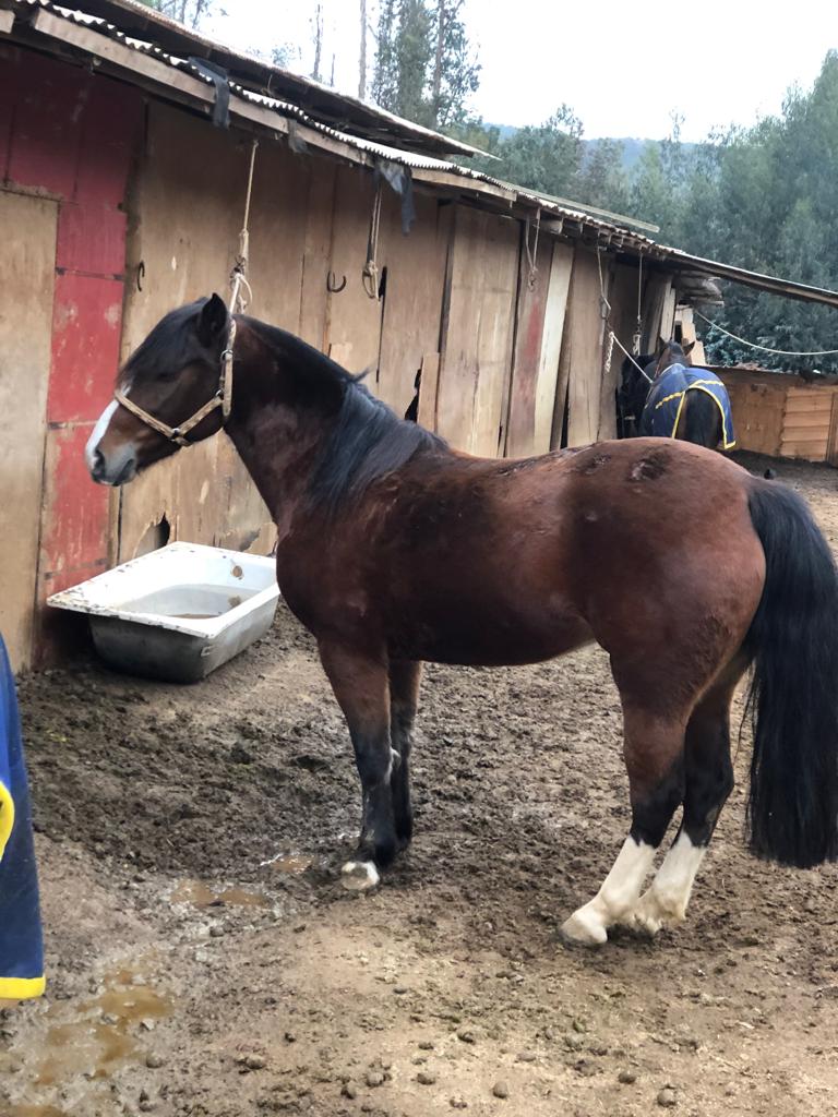 Vendo Hermosa Yegua Ventisca