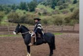 Potro reproductor de gran sangre corralera.