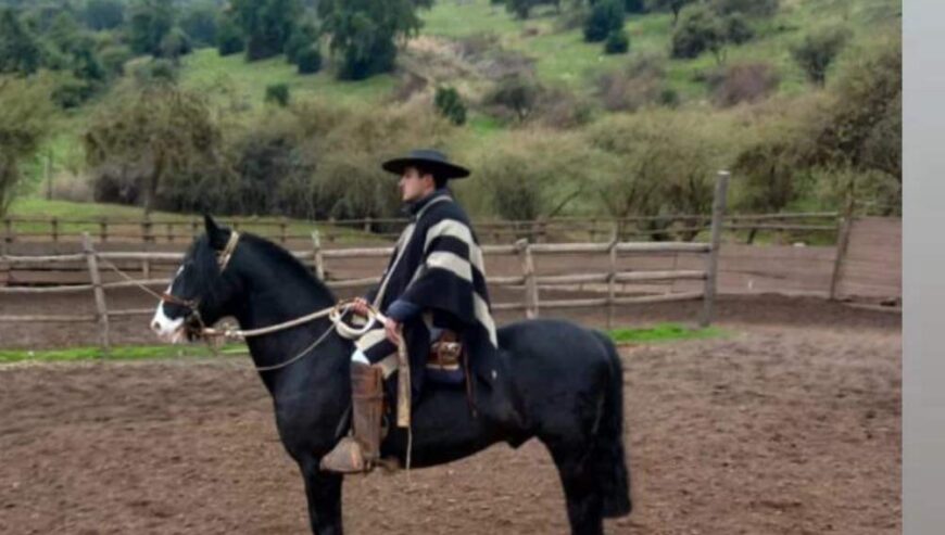 Potro reproductor de gran sangre corralera.