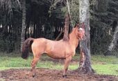 Vendo Yegua Amanzada