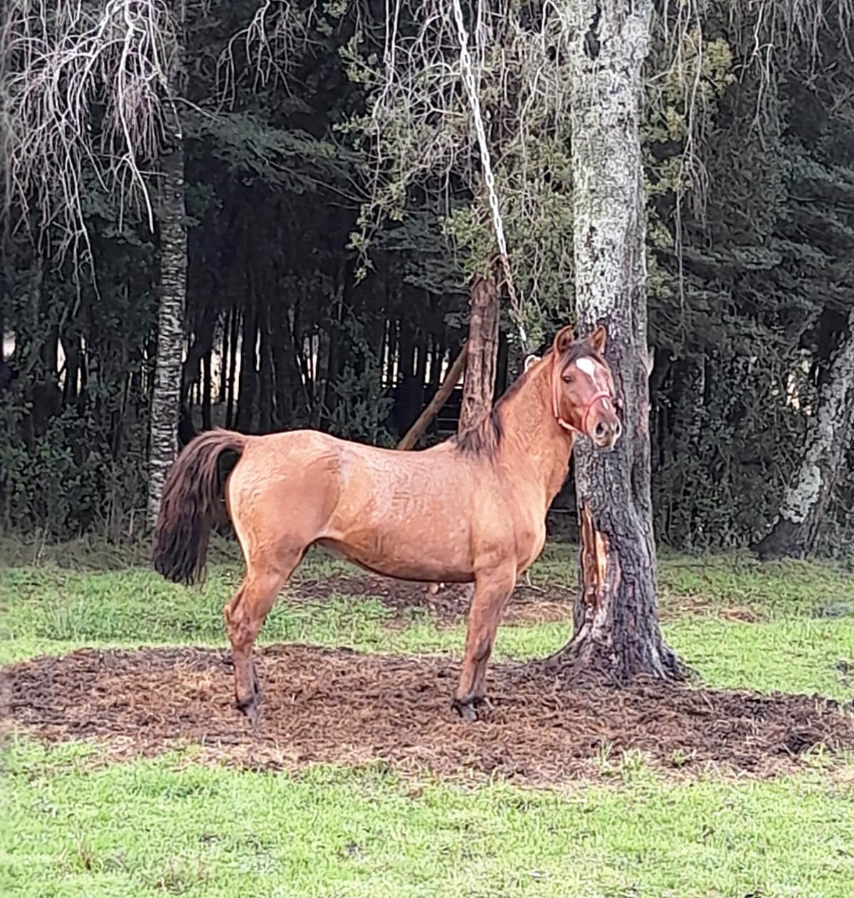 Vendo Yegua Amanzada
