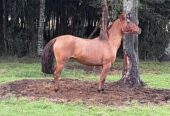 Vendo Yegua Amanzada