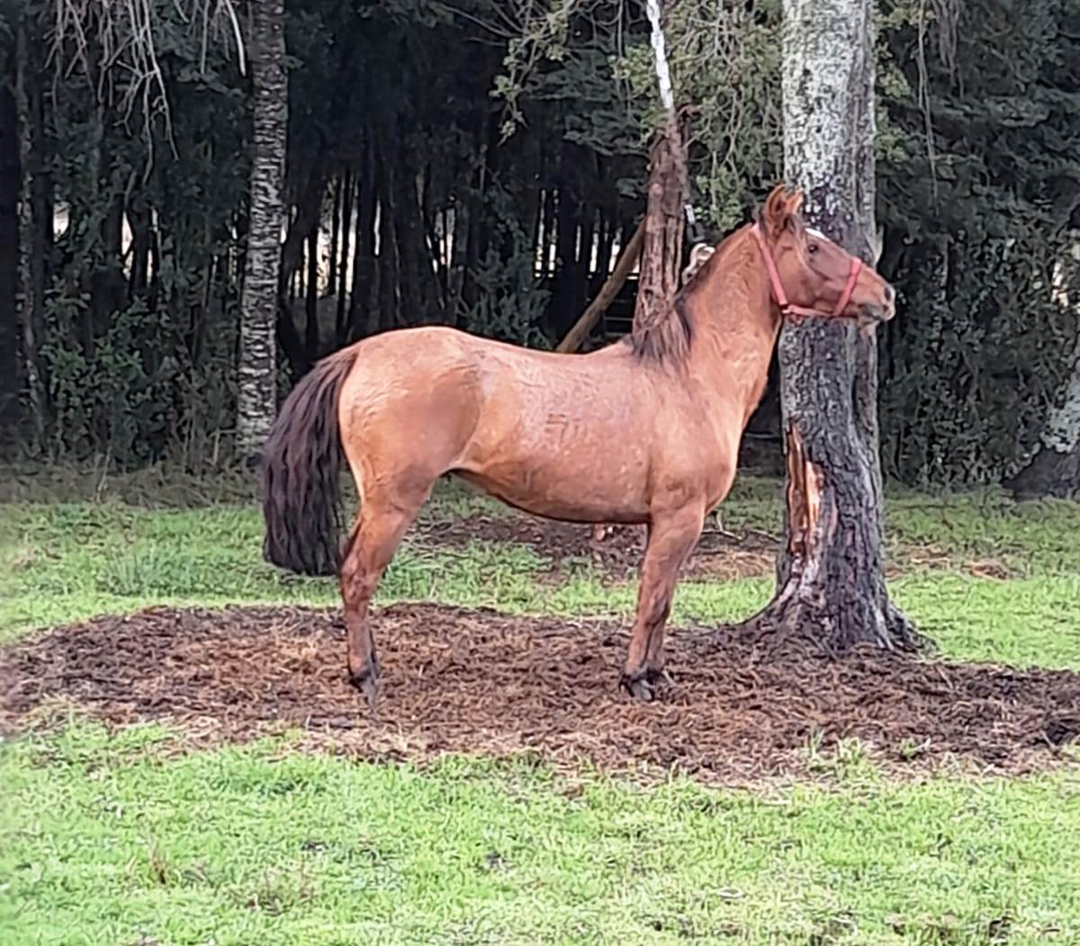 Vendo Yegua Amanzada