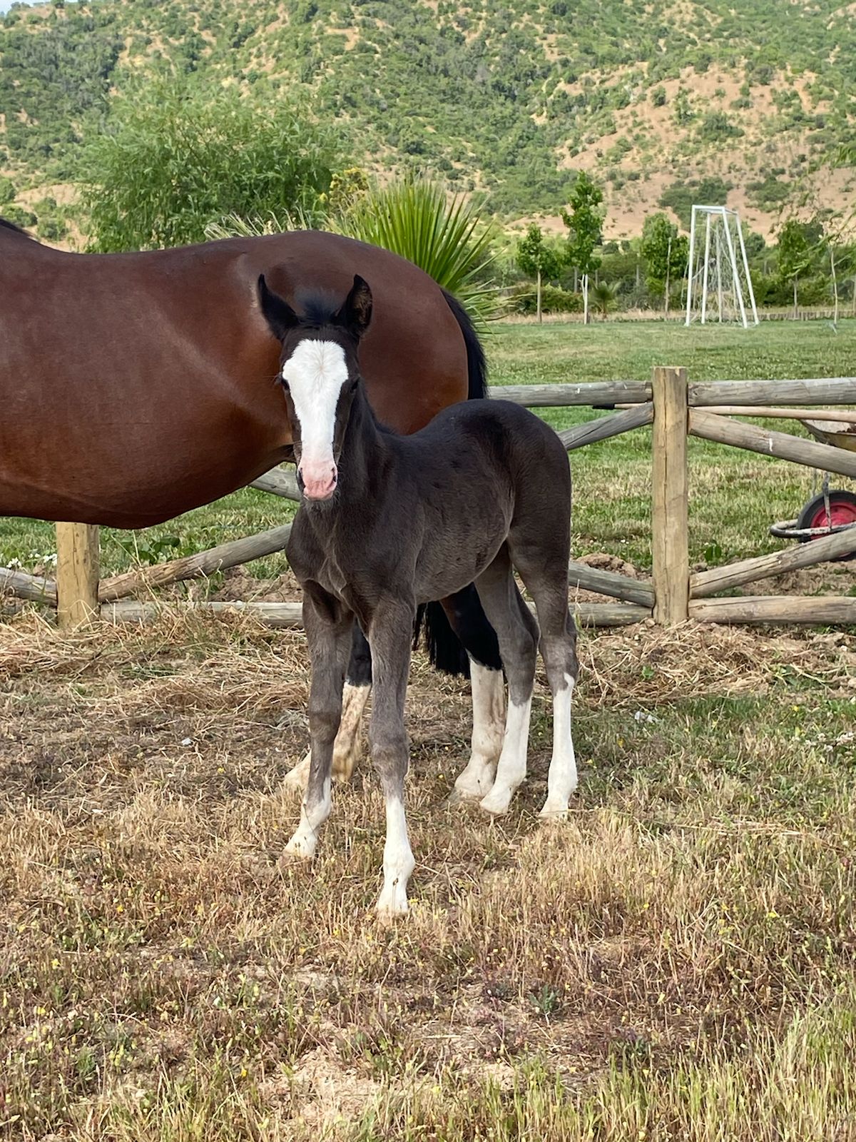 VENDO YEGUA INSCRITA PARIDA MAS POTRILLO INSCRITO
